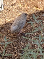 Coturnix