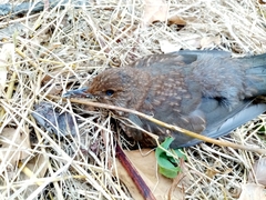 Turdus merula aterrimus