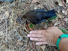 Turdus merula aterrimus