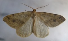 Macaria ribearia