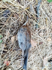 Turdus merula aterrimus