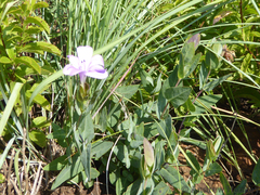 Barleria wilmsiana