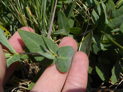 Barleria wilmsiana