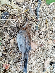 Turdus merula aterrimus