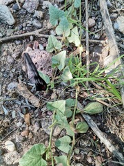 Aristolochia wrightii