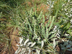 Euphorbia schinzii