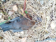 Turdus merula aterrimus