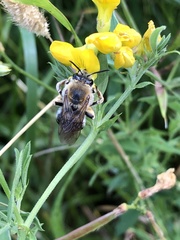 Eucera