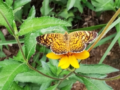 Phyciodes graphica