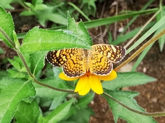 Phyciodes graphica