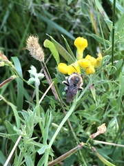 Eucera