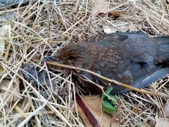 Turdus merula aterrimus