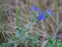 Anchusa officinalis