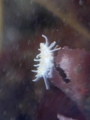 Eupentacta quinquesemita