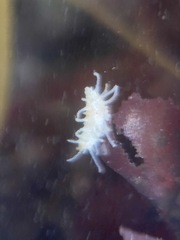 Eupentacta quinquesemita