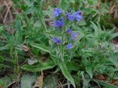 Echium vulgare
