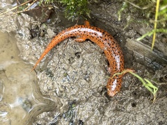 Pseudotriton