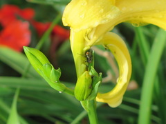 Diptera
