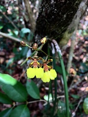 Trichocentrum ascendens