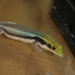 Phelsuma klemmeri