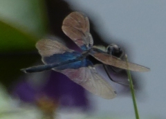 Rhyothemis triangularis
