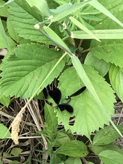 Calopteryx maculata