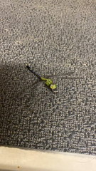 Erythemis vesiculosa