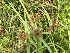 Cyperus pilosus