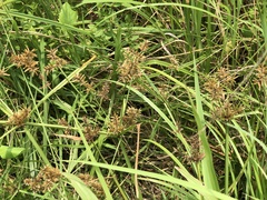 Cyperus pilosus