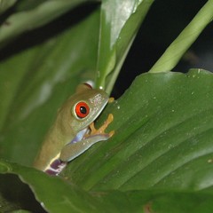 Agalychnis