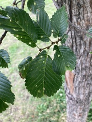 Ulmus davidiana