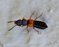 Anotylus insecatus