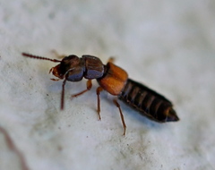 Anotylus insecatus