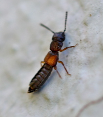 Anotylus insecatus