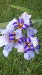 Trimezia
