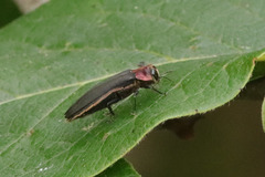 Agrilus fuscipennis