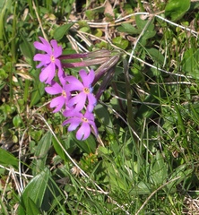 Primula halleri