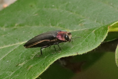 Agrilus fuscipennis