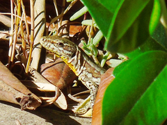 Podarcis muralis