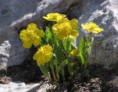 Ranunculus hybridus