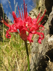 Nerine sarniensis