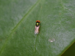 Microchrysa bicolor