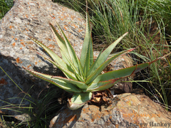 Aloe pretoriensis