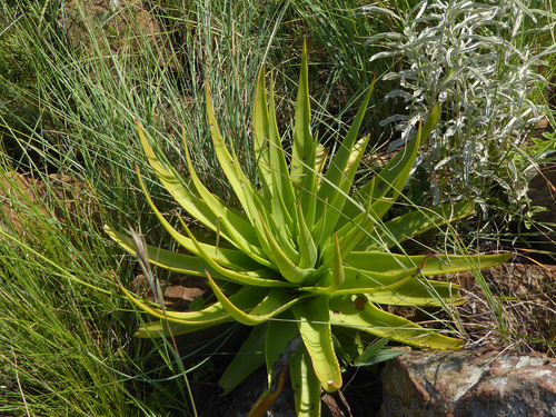 Crassula acinaciformis
