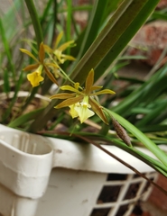 Encyclia nematocaulon