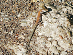 Podarcis muralis
