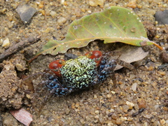 Parasesarma brevicristatum