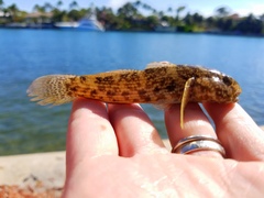 Bathygobius soporator