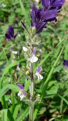 Salvia viridis