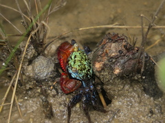 Parasesarma brevicristatum